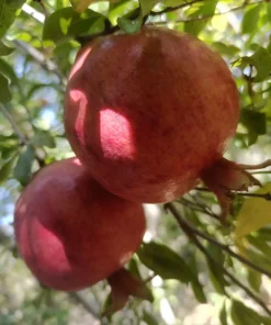 انار درشت و قرمز تفت یزد آماده برداشت بر روی درخت